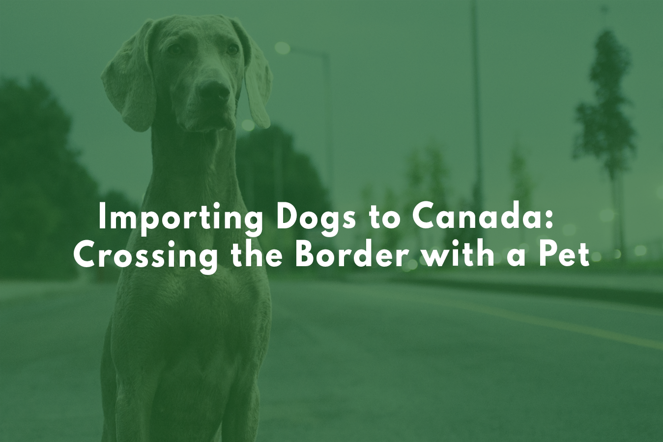 Importing Dogs to Canada Crossing the Border with a Pet